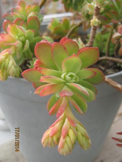 Name:  sedum palmeri.jpg
Views: 1497
Size:  26.0 KB