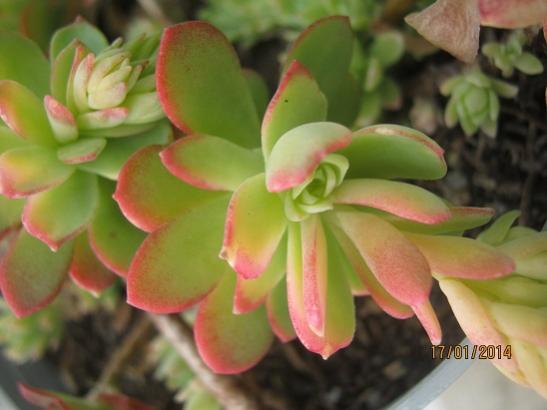 Name:  sedum palmeri1.jpg
Views: 1526
Size:  27.4 KB