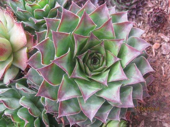 Name:  sempervivum1.jpg
Views: 1497
Size:  47.0 KB