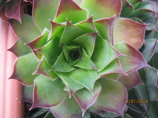 Name:  sempervivum2.jpg
Views: 1531
Size:  32.7 KB