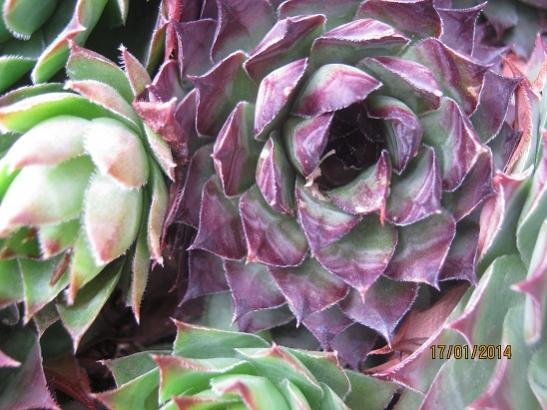 Name:  sempervivum3.jpg
Views: 1528
Size:  45.9 KB