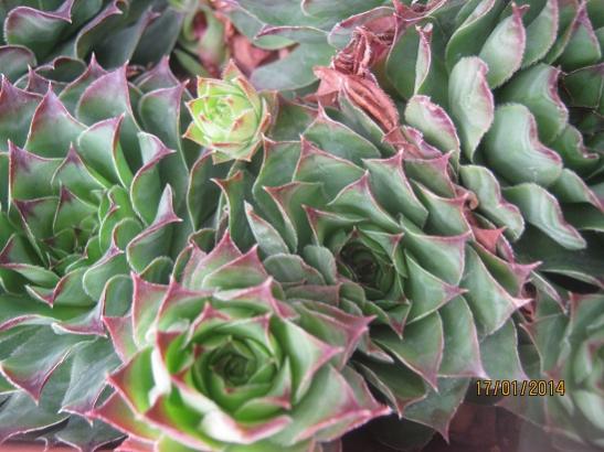 Name:  sempervivum4.jpg
Views: 1565
Size:  45.4 KB