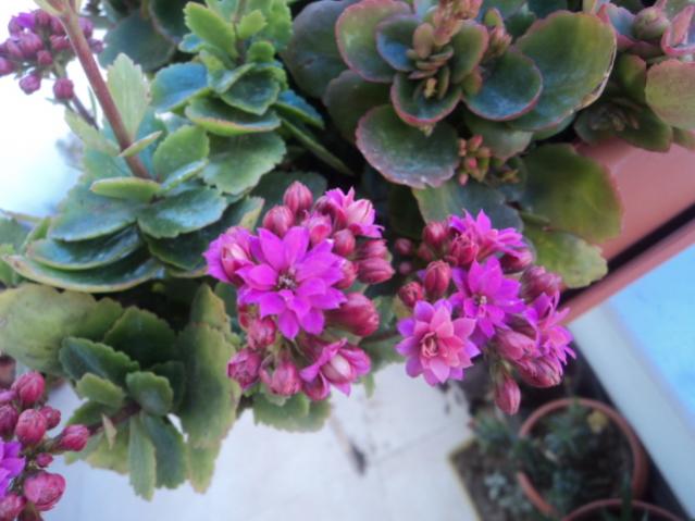 Name:  DSC02884.jpg
Views: 719
Size:  42.8 KB