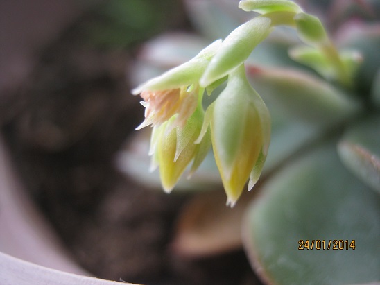 Name:  echeveria.jpg
Views: 1508
Size:  50.6 KB
