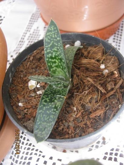 Name:  gasteria.jpg
Views: 1617
Size:  39.1 KB