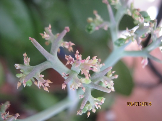 Name:  kalanchoe d.jpg
Views: 1579
Size:  64.2 KB