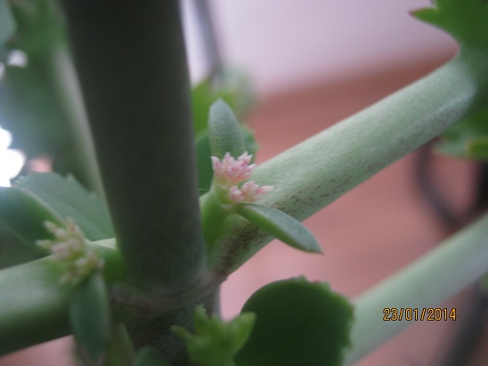 Name:  kalanchoe d1.jpg
Views: 1618
Size:  48.3 KB