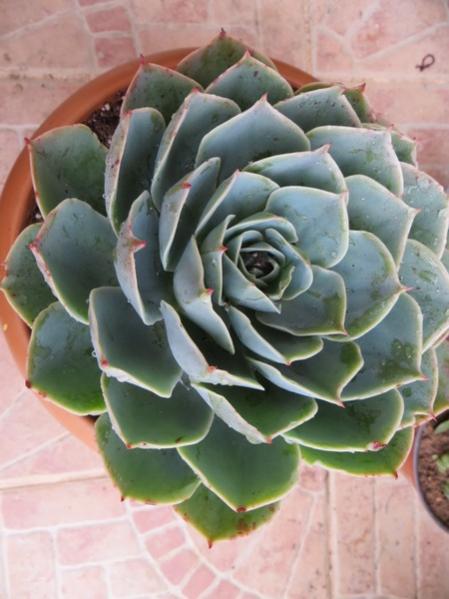 Name:  ZZ  echeveria 003.jpg
Views: 1273
Size:  39.2 KB