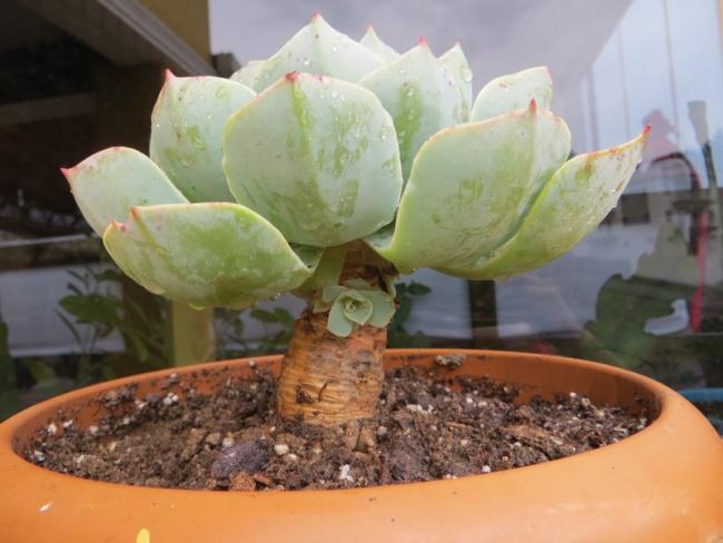 Name:  ZZ  echeveria 001.jpg
Views: 1254
Size:  39.3 KB