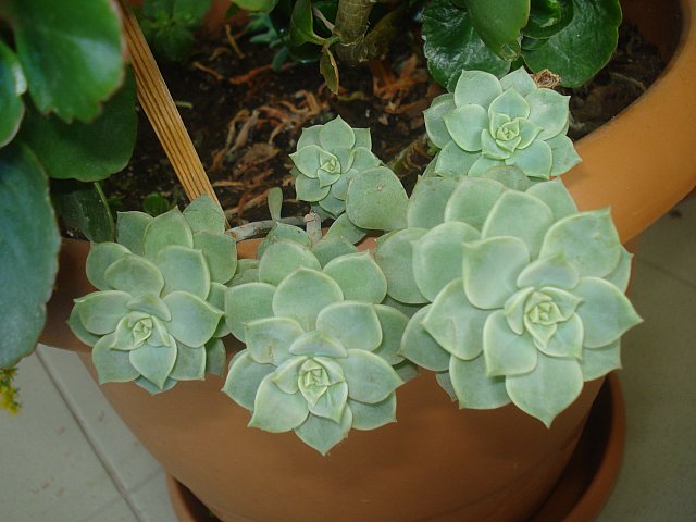 Name:  DSC04311.jpg
Views: 1459
Size:  56.8 KB