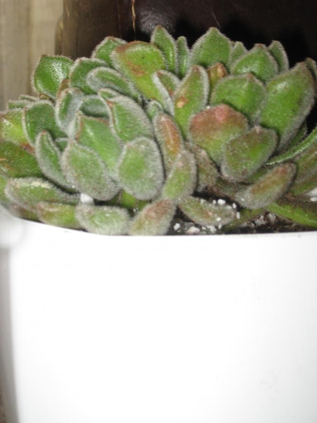Name:  004.jpg
Views: 1373
Size:  49.2 KB
