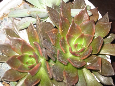Name:  005.JPG
Views: 1372
Size:  66.6 KB