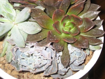 Name:  006.JPG
Views: 1376
Size:  66.1 KB