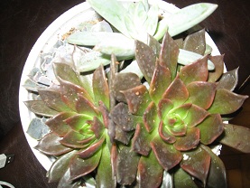 Name:  010.JPG
Views: 1371
Size:  48.3 KB