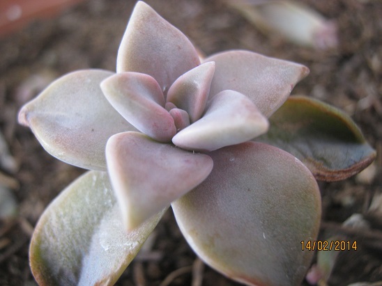Name:  d ortam-graptopetalum.jpg
Views: 1569
Size:  69.8 KB