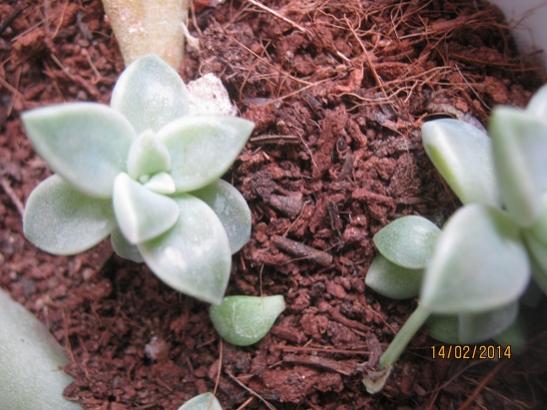 Name:  bebek graptopetalum.jpg
Views: 1586
Size:  41.8 KB