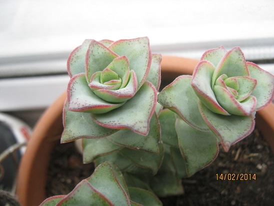 Name:  c.perforata.jpg
Views: 1578
Size:  69.6 KB