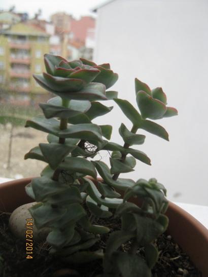 Name:  crassula perforata.jpg
Views: 1583
Size:  24.3 KB