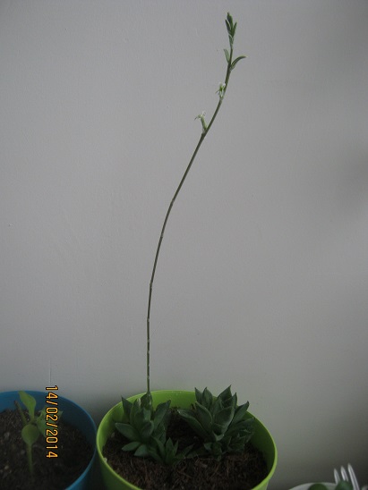 Name:  haworthia.jpg
Views: 1698
Size:  58.1 KB