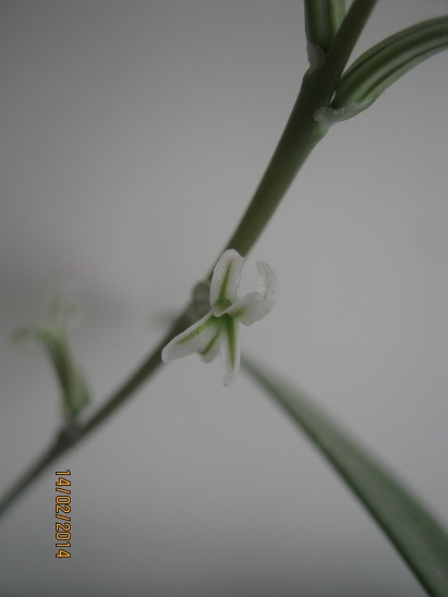 Name:  haworthia iek.jpg
Views: 1548
Size:  51.3 KB