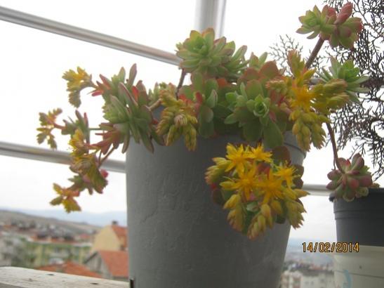 Name:  sedum palmeri.jpg
Views: 1521
Size:  33.7 KB