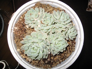 Name:  001.JPG
Views: 1322
Size:  55.5 KB