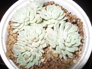 Name:  003.JPG
Views: 1321
Size:  53.2 KB