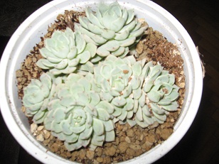 Name:  004.JPG
Views: 1304
Size:  53.2 KB