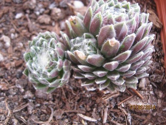 Name:  tyl sempervivum.jpg
Views: 1539
Size:  48.9 KB