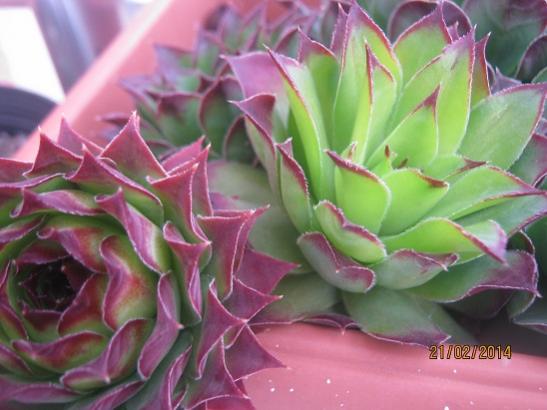 Name:  sempervivum.jpg
Views: 1435
Size:  34.8 KB