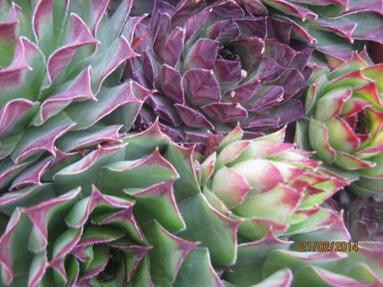 Name:  sempervivum1.jpg
Views: 1430
Size:  43.6 KB