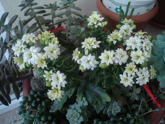 Name:  DSC04636.jpg
Views: 1232
Size:  57.2 KB