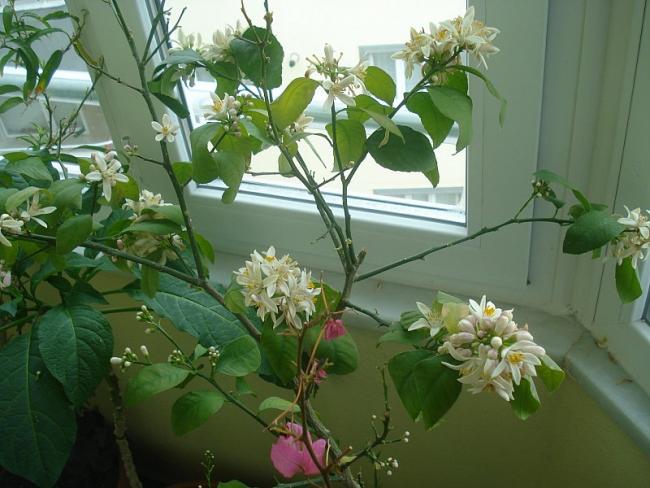 Name:  DSC04666.jpg
Views: 1343
Size:  50.4 KB