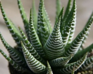Name:  Haworthia fasciata1.jpg
Views: 1913
Size:  27.1 KB