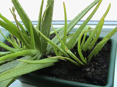 Name:  aloevera1.jpg
Views: 3314
Size:  54.9 KB