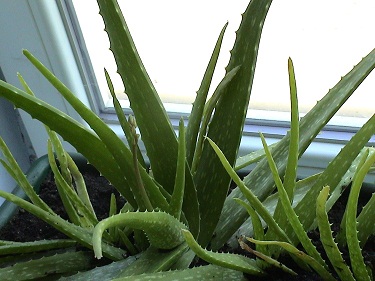 Name:  aloevera2.jpg
Views: 1231
Size:  50.0 KB