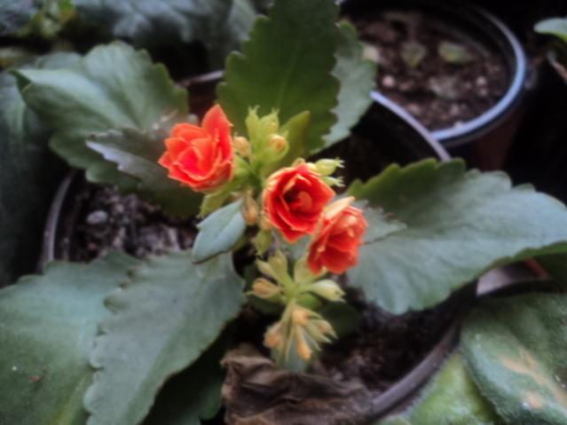 Name:  DSC02985.jpg
Views: 426
Size:  31.7 KB