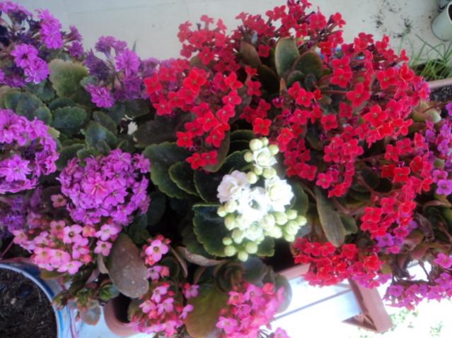 Name:  DSC03065.jpg
Views: 431
Size:  56.8 KB