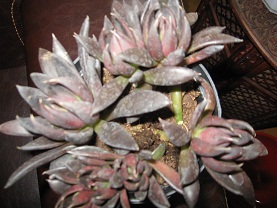 Name:  004.JPG
Views: 1118
Size:  46.5 KB