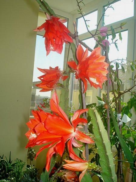 Name:  DSC04878.jpg
Views: 1370
Size:  49.6 KB
