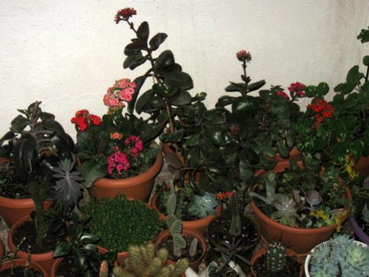 Name:  IMG_6536.jpg
Views: 1508
Size:  38.0 KB