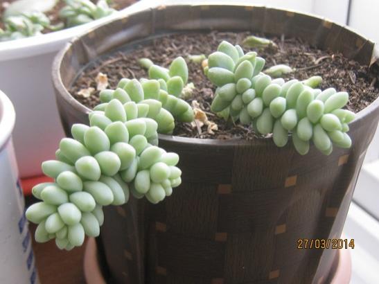 Name:  sedum burrito.jpg
Views: 1447
Size:  31.1 KB