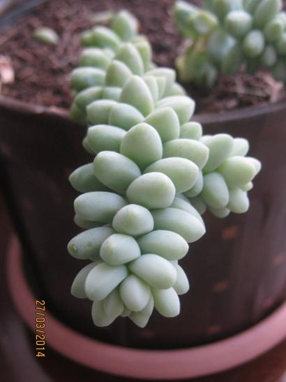Name:  sedum burrito1.jpg
Views: 1440
Size:  23.1 KB