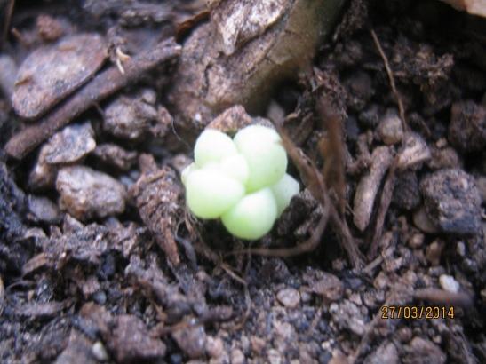 Name:  sedum burrito yavru.jpg
Views: 1371
Size:  39.3 KB