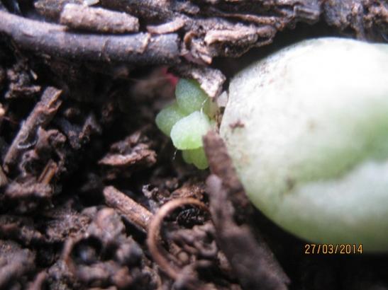 Name:  sedum burrito yavru1.jpg
Views: 1374
Size:  30.7 KB