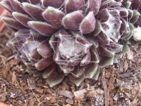 Name:  sempervivum.jpg
Views: 1353
Size:  53.6 KB