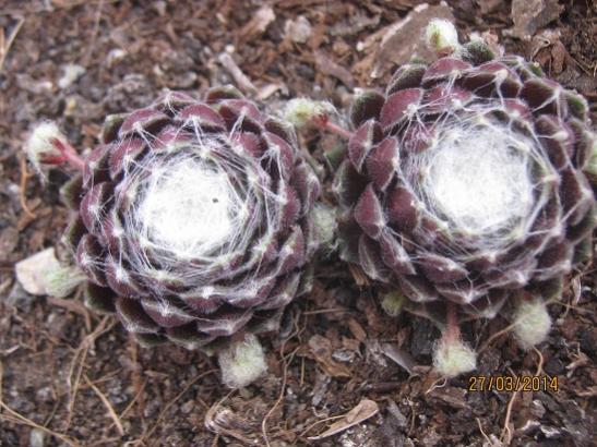 Name:  sempervivum1.jpg
Views: 1356
Size:  52.3 KB