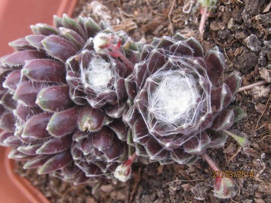 Name:  sempervivum2.jpg
Views: 1351
Size:  51.0 KB