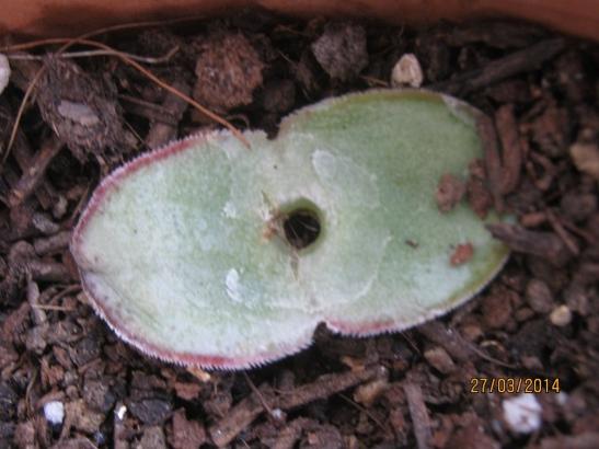 Name:  crassula perforata yaprak.jpg
Views: 1647
Size:  33.1 KB