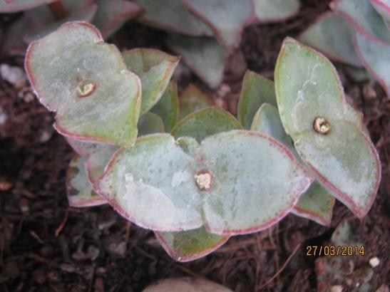 Name:  crassula perforata.jpg
Views: 1703
Size:  30.3 KB